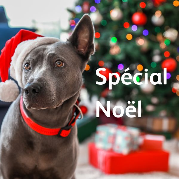 Spécial Noël