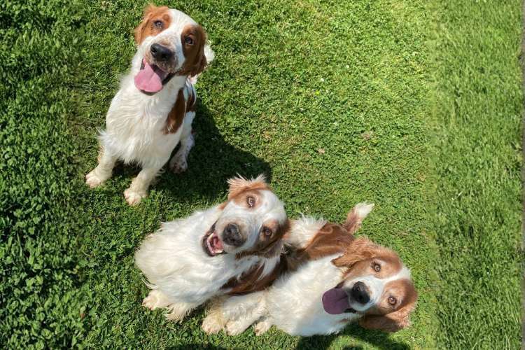 Pension canine du clos du bonheur