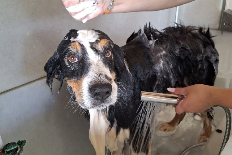 Salon de Toilettage du Clos du Bonheur