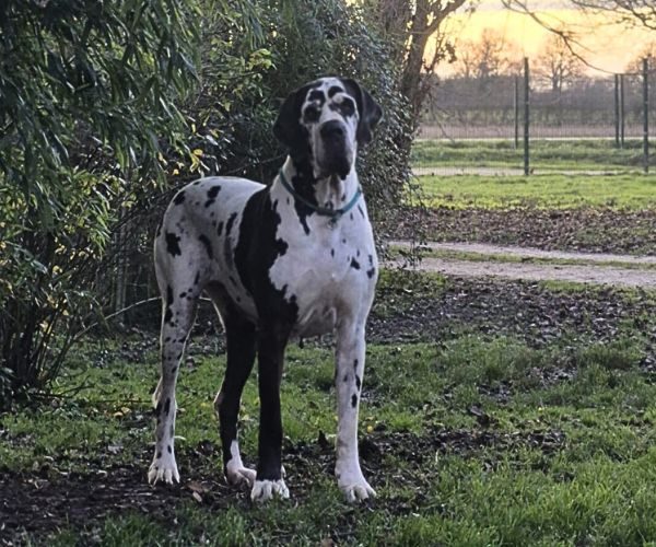 Alienor del monti dei Kerathon