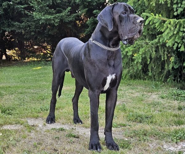 Anubis-du-clos-du-bonheur1