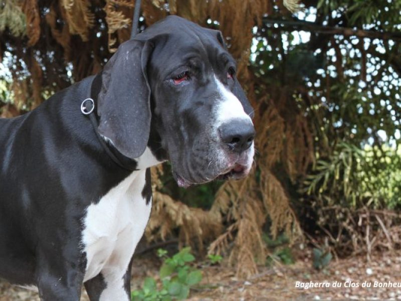 Bagherra 202609 IMG_31312