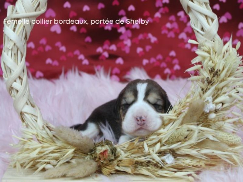 F Bordeux Shelby IMG_4131