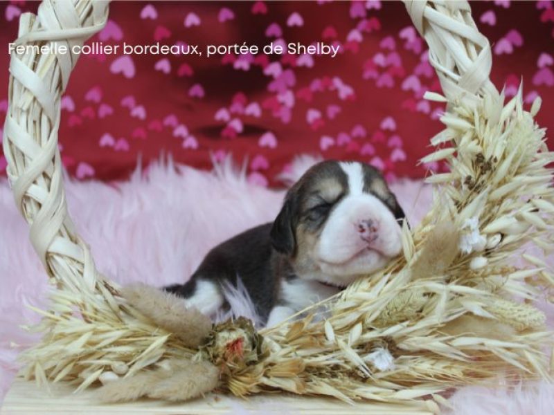 F Bordeux Shelby IMG_4132