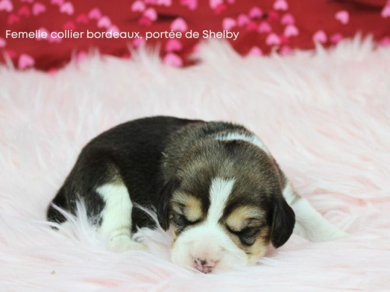 F Bordeux Shelby IMG_4133