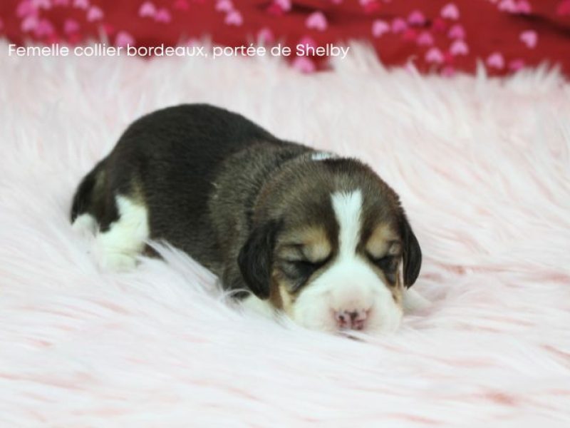 F Bordeux Shelby IMG_4136