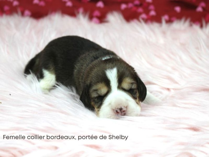 F Bordeux Shelby IMG_4140