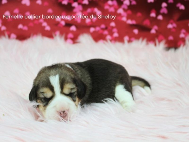 F Bordeux Shelby IMG_4144