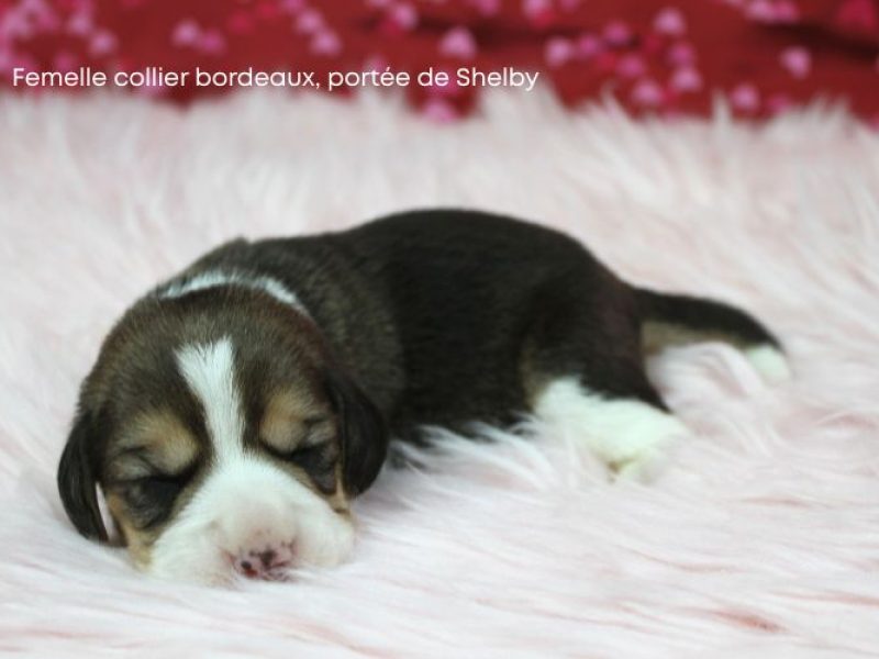 F Bordeux Shelby IMG_4146