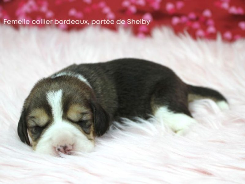 F Bordeux Shelby IMG_4147