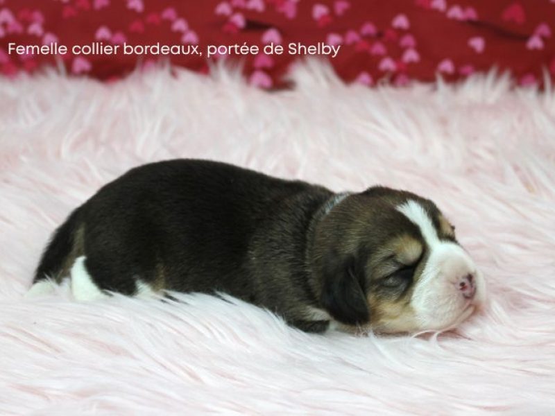 F Bordeux Shelby IMG_4150