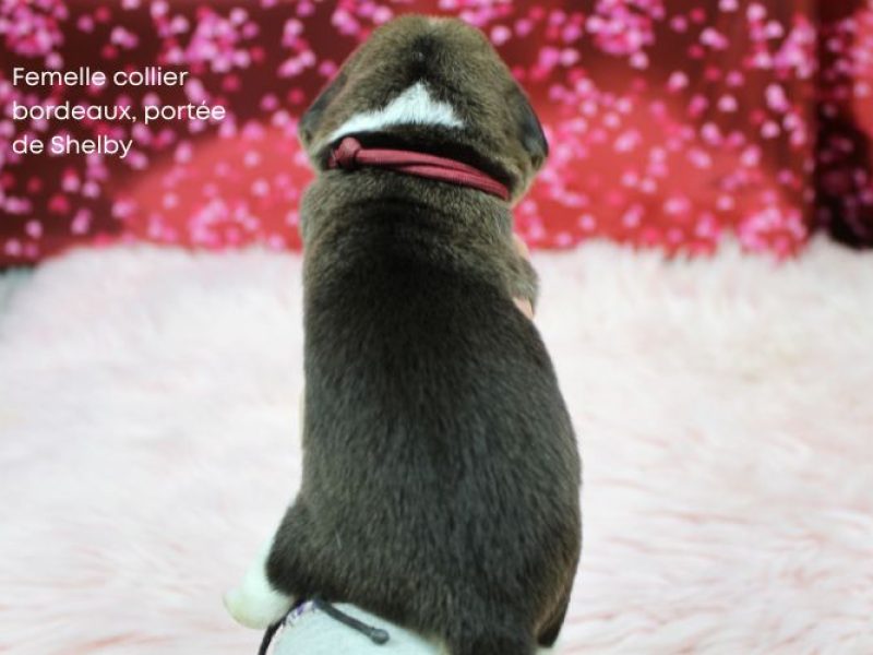 F Bordeux Shelby IMG_4271