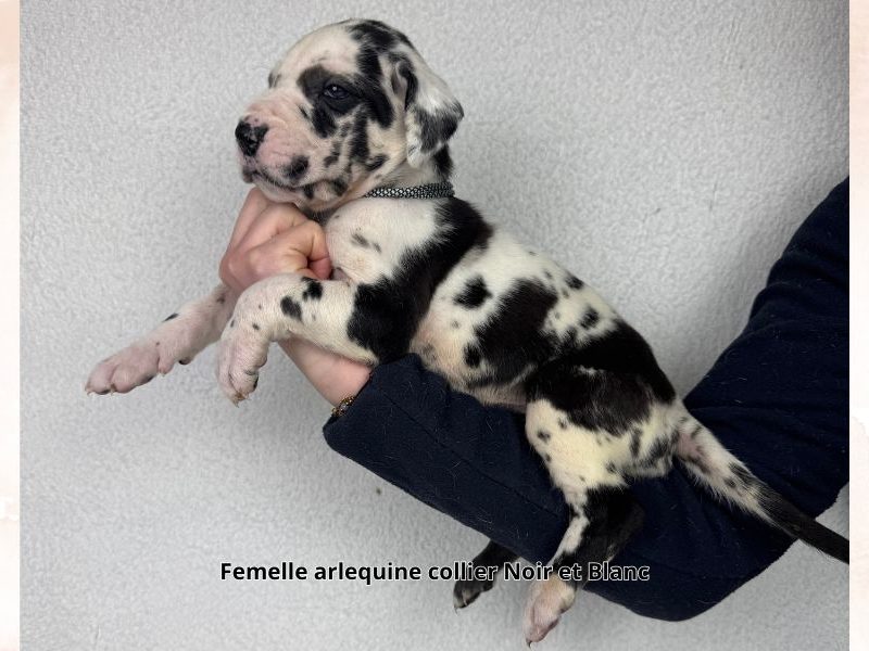 femelle dogue allemand arlequin