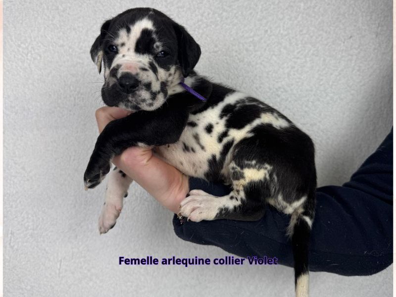 femelle dogue allemand arlequin