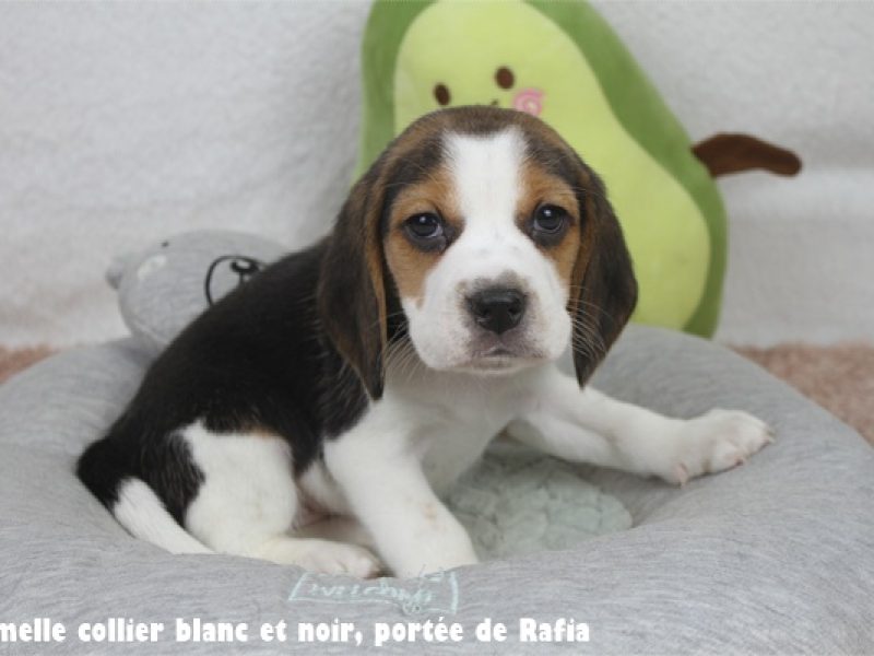 F blanc et noirIMG_2363