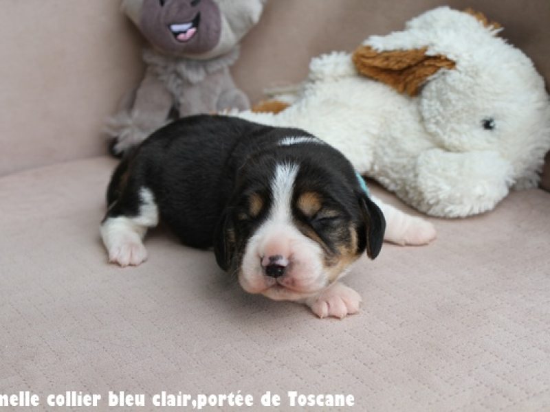 F bleu clairIMG_7487