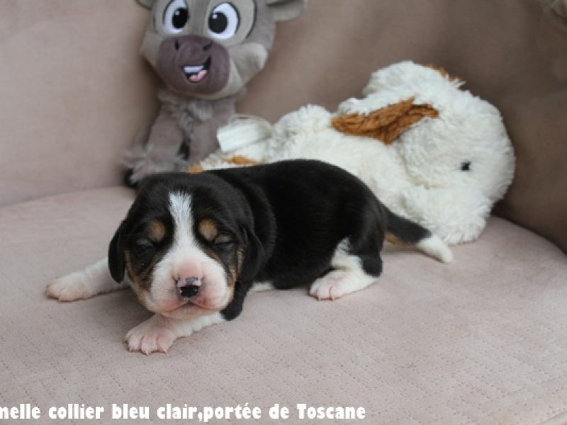 F bleu clairIMG_7491