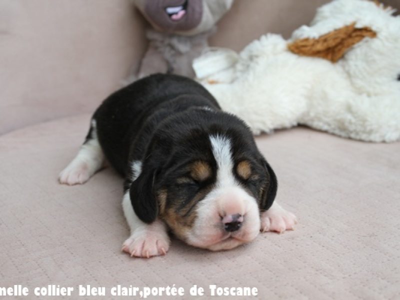 F bleu clairIMG_7492