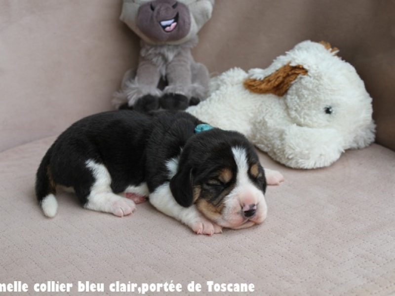 F bleu clairIMG_7496