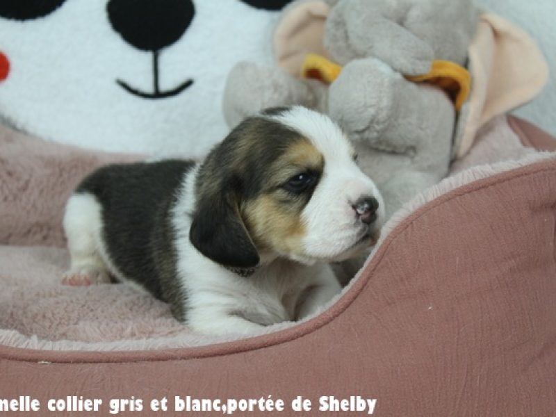 F gris et blancIMG_7817