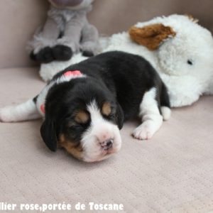 F roseIMG_7514