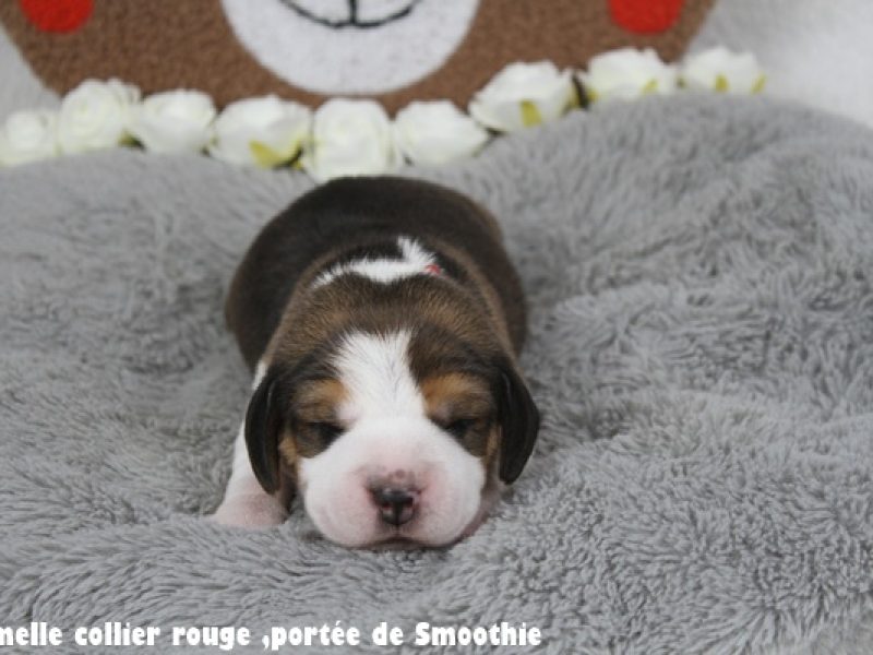 F rougeIMG_7854