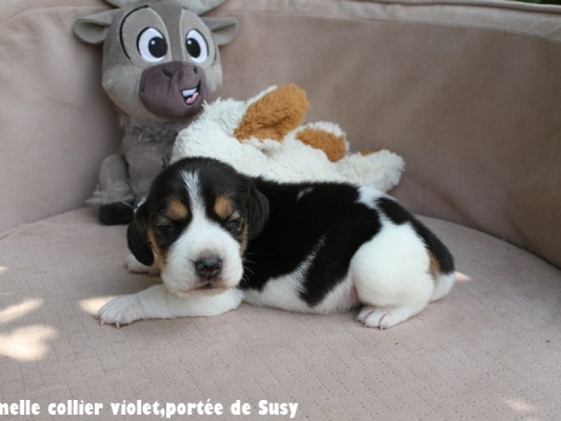 F violetIMG_7403