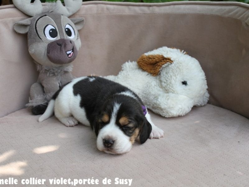 F violetIMG_7410
