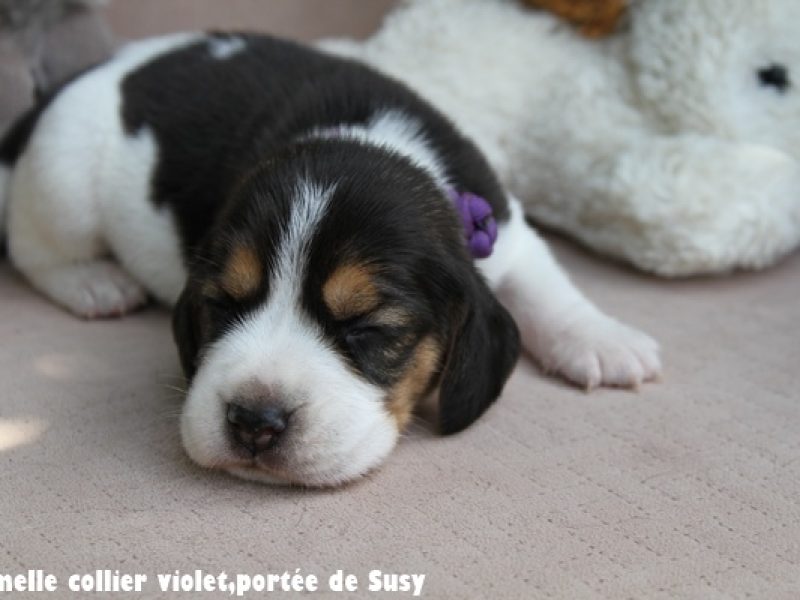 F violetIMG_7411