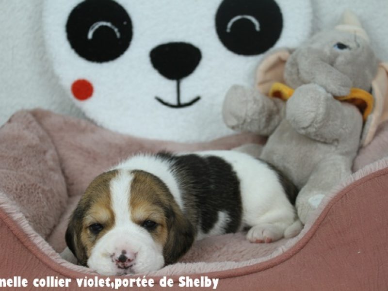 F violetIMG_7803