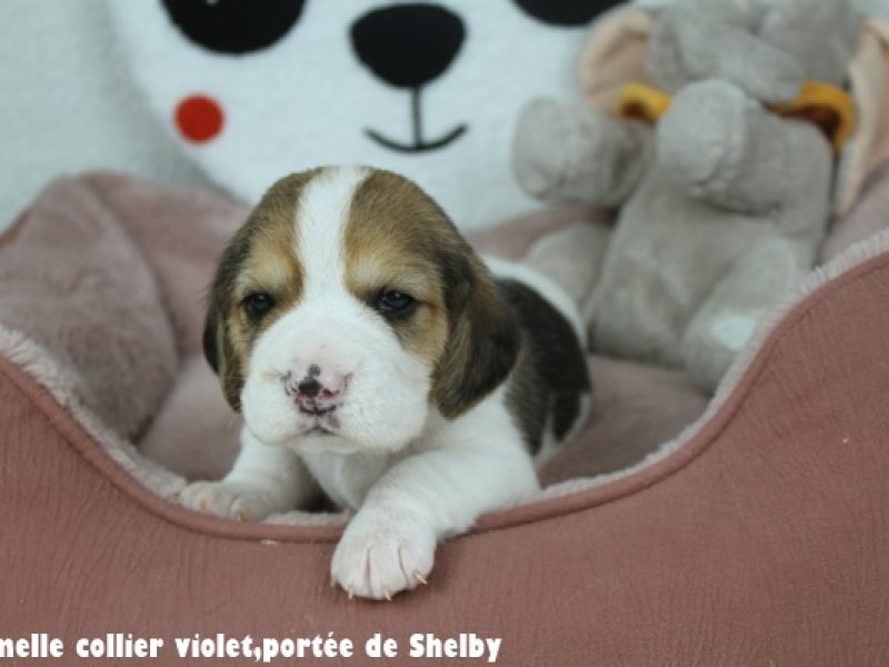 F violetIMG_7812