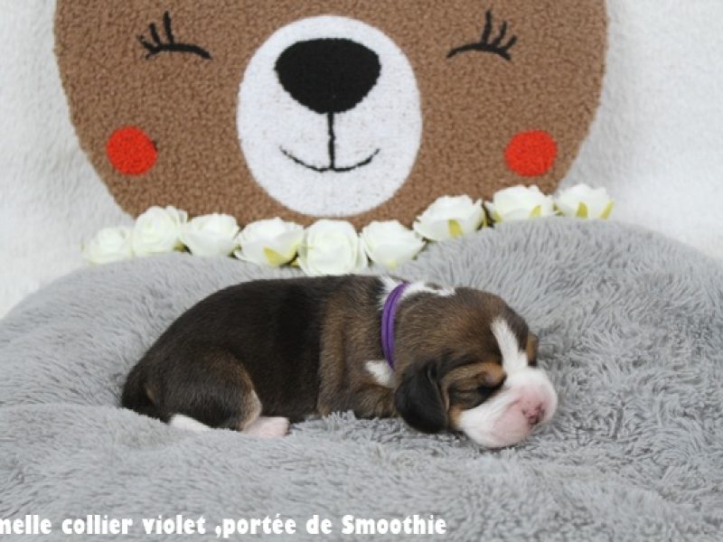 F violetIMG_7859