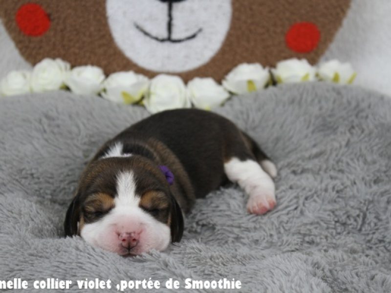 F violetIMG_7864
