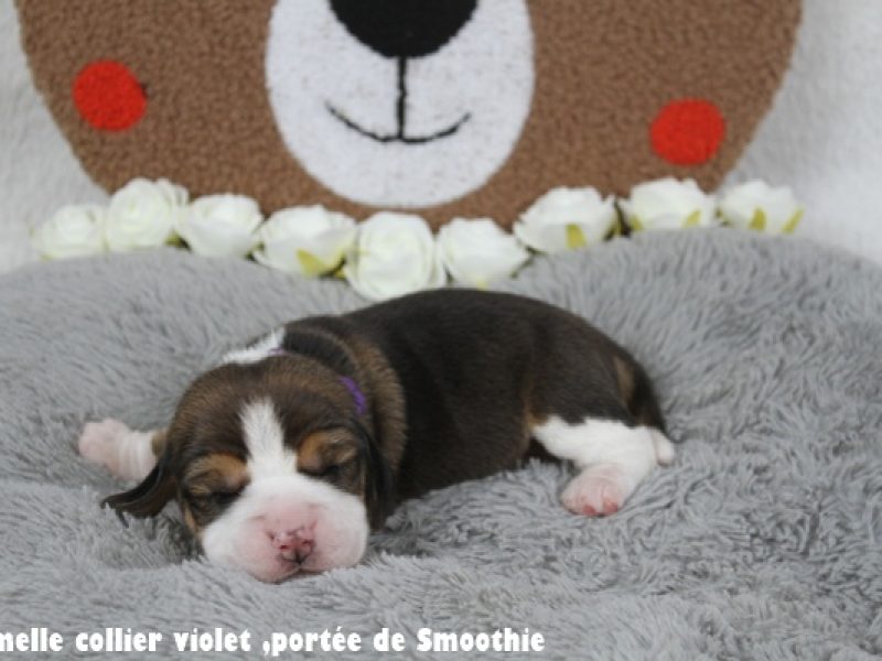 F violetIMG_7866