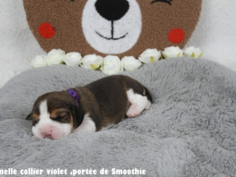 F violetIMG_7872