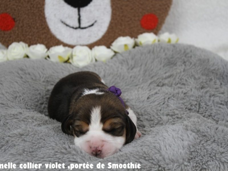 F violetIMG_7875