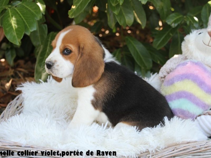 F violetIMG_7984
