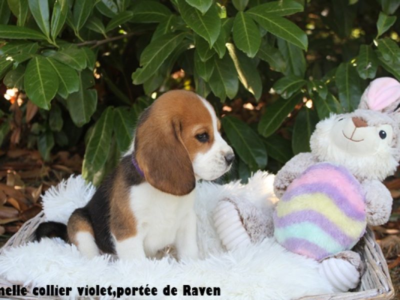 F violetIMG_7996