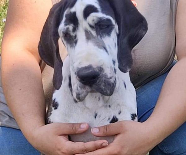 FB_IMG_1723224179754