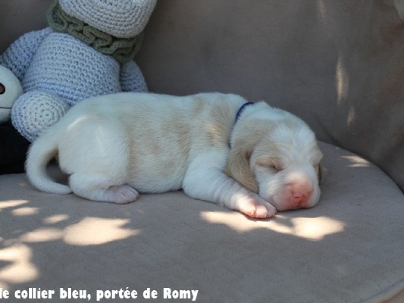 M bleuIMG_6697