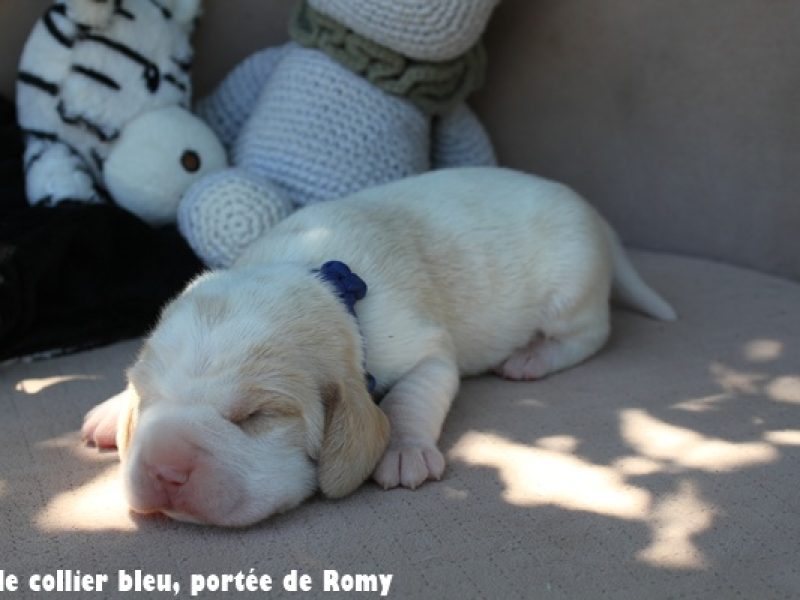 M bleuIMG_6715