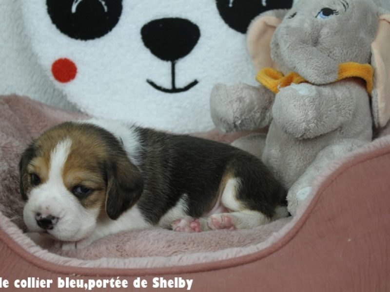 M bleuIMG_7720