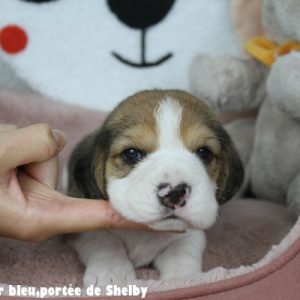 M bleuIMG_7733