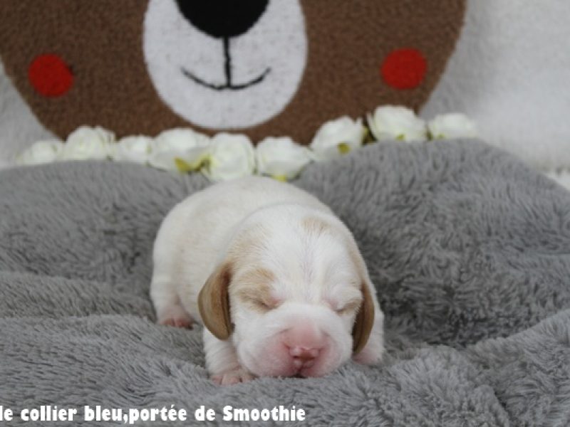 M bleuIMG_7827