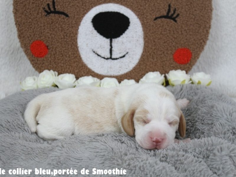 M bleuIMG_7833