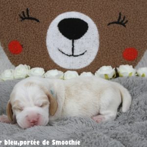 M bleuIMG_7837