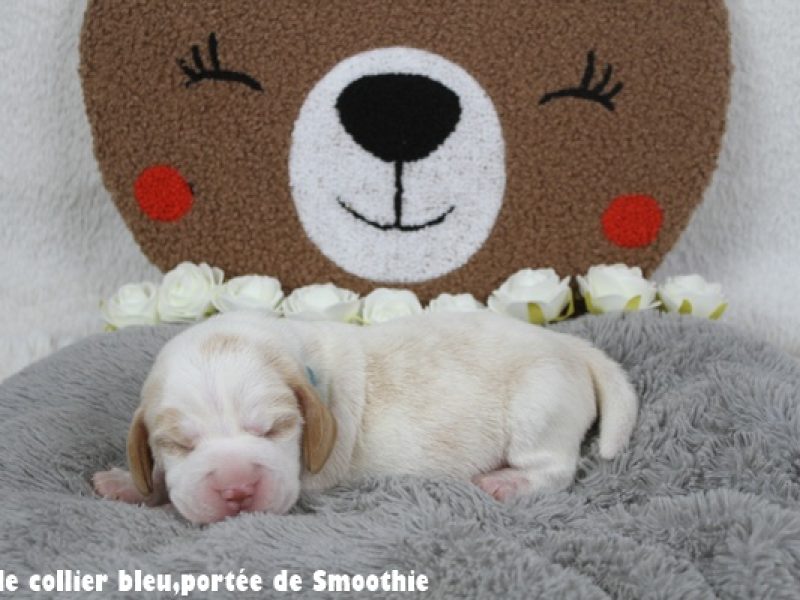 M bleuIMG_7837