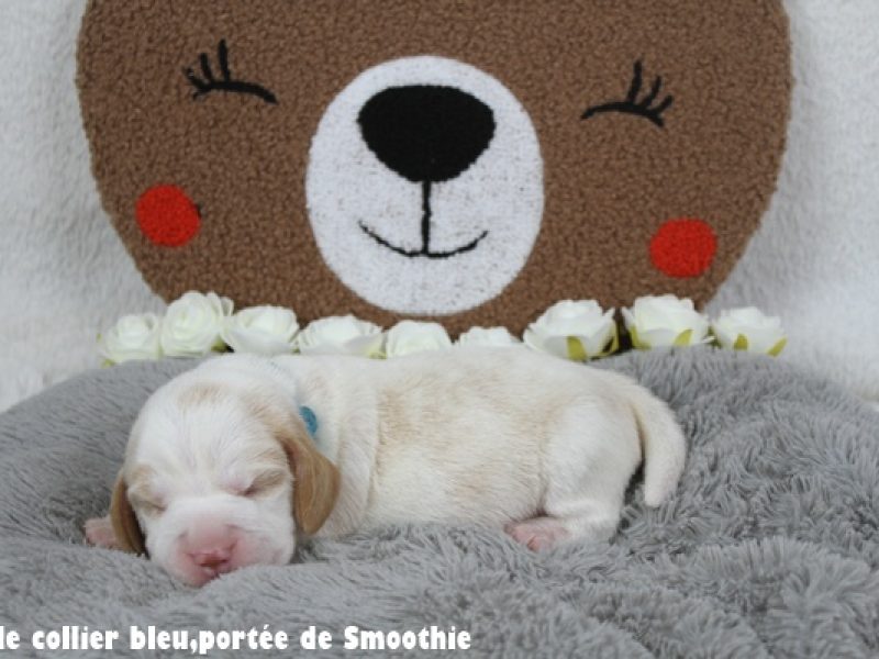 M bleuIMG_7839