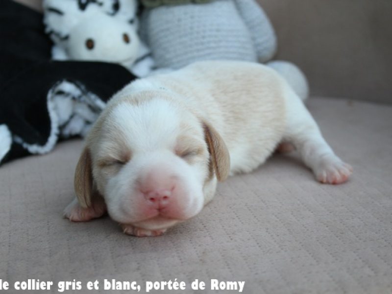 M gris et blancIMG_6606