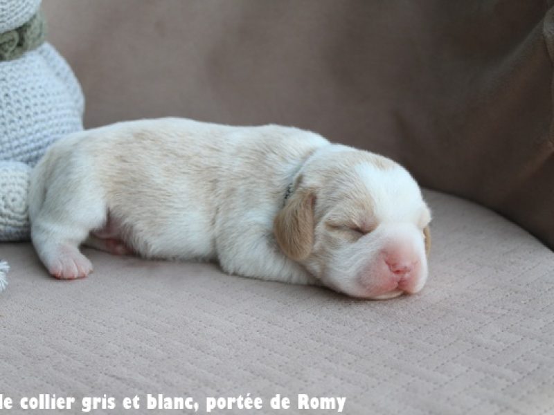 M gris et blancIMG_6616